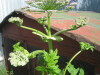 Thumbnail IMG_8025.JPG 
