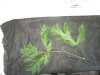 Thumbnail IMG_2308.JPG 