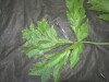 Thumbnail IMG_2309.JPG 