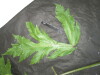 Thumbnail IMG_2310.JPG 
