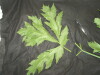Thumbnail IMG_2311.JPG 