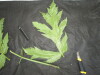 Thumbnail IMG_2312.JPG 