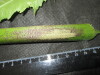 Thumbnail IMG_2313.JPG 