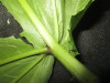 Thumbnail IMG_2316.JPG 