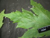 Thumbnail IMG_2317.JPG 