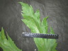 Thumbnail IMG_2318.JPG 