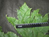 Thumbnail IMG_2319.JPG 