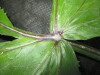 Thumbnail IMG_2320.JPG 