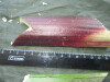 Thumbnail IMG_2322.JPG 