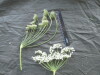 Thumbnail IMG_2325.JPG 