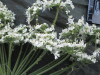 Thumbnail IMG_2326.JPG 