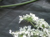 Thumbnail IMG_2327.JPG 
