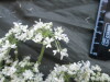 Thumbnail IMG_2328.JPG 