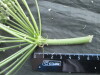 Thumbnail IMG_2329.JPG 