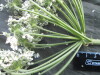 Thumbnail IMG_2330.JPG 