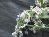 Thumbnail IMG_2331.JPG 