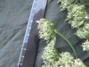 Thumbnail IMG_2332.JPG 
