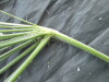 Thumbnail IMG_2333.JPG 