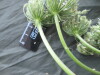 Thumbnail IMG_2334.JPG 