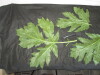 Thumbnail IMG_2336.JPG 