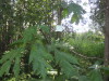 Thumbnail IMG_8027.JPG 