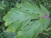 Thumbnail IMG_8033.JPG 