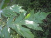 Thumbnail IMG_8034.JPG 