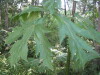 Thumbnail IMG_8035.JPG 