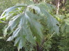Thumbnail IMG_8036.JPG 