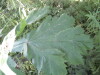 Thumbnail IMG_8037.JPG 