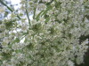 Thumbnail IMG_8039.JPG 