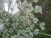 Thumbnail IMG_8040.JPG 