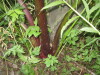 Thumbnail IMG_8041.JPG 