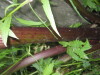 Thumbnail IMG_8042.JPG 