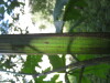 Thumbnail IMG_8043.JPG 