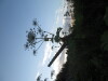 Thumbnail IMG_0583.JPG 