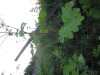 Thumbnail IMG_0584.JPG 