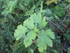 Thumbnail IMG_0585.JPG 