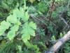 Thumbnail IMG_0586.JPG 