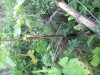 Thumbnail IMG_0587.JPG 