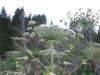 Thumbnail IMG_0590.JPG 