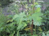 Thumbnail IMG_0591.JPG 