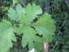 Thumbnail IMG_0592.JPG 