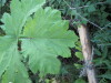 Thumbnail IMG_0593.JPG 