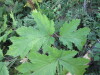 Thumbnail IMG_0594.JPG 
