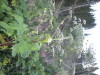 Thumbnail IMG_0595.JPG 