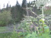 Thumbnail IMG_0596.JPG 