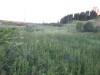Thumbnail IMG_0598.JPG 