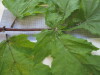 Thumbnail IMG_0691.JPG 