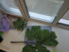 Thumbnail IMG_0694.JPG 